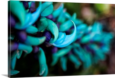 Blue jade plant with purple flowers; Hawaii