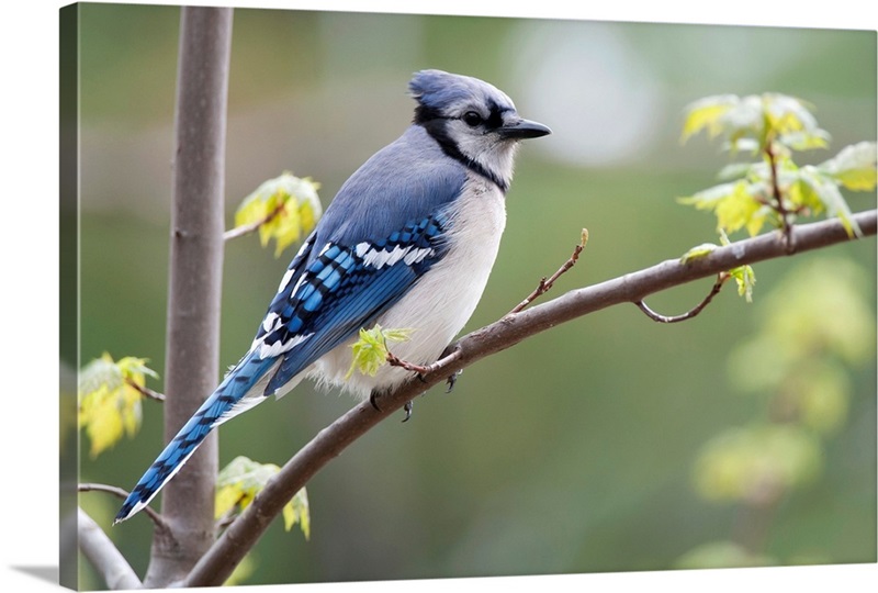 Pink Blue Jay in Canada?