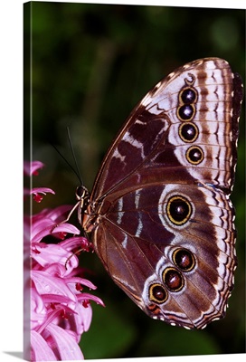 Blue Morpho Butterfly On Flower