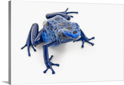 Blue Poison Dart Frog; Alberta, Canada