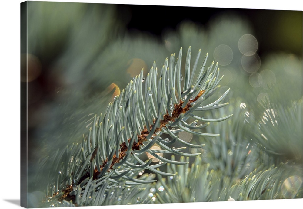 Blue Spruce Pine Needles (Pinaceae), 'moonsii' Picea Pungens, New York Botanical Garden; Bronx, New York, United States Of...