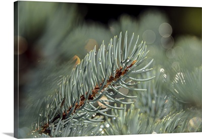 Blue Spruce Pine Needles,  New York Botanical Garden; Bronx, New York