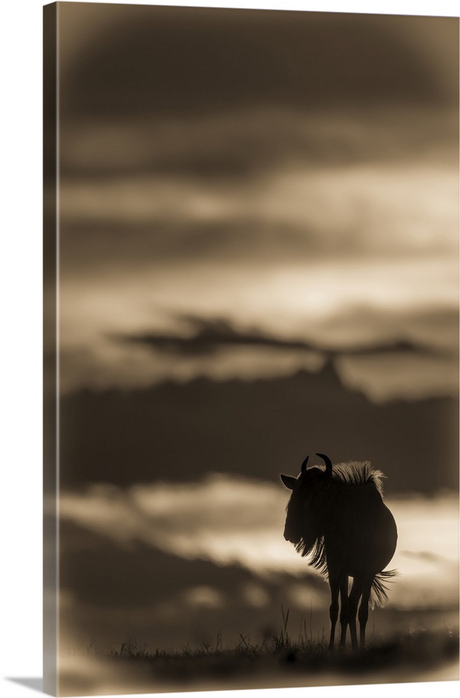 A blue wildebeest (Connochaetes taurinus) on the horizon is silhouetted against a yellow and black sky at sunset. Its horn...