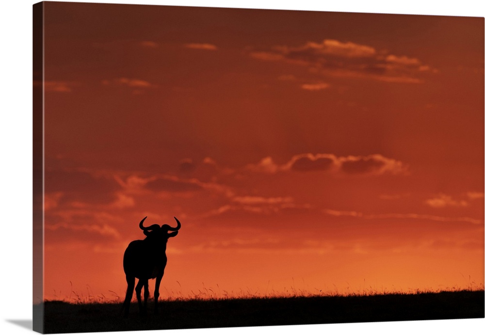 A blue wildebeest (Connochaetes taurinus) on the horizon is silhouetted against an orange sky at sunset. It's horns are vi...