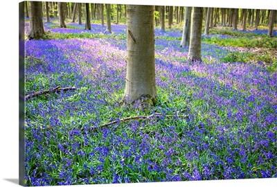 Bluebells in the woods, Hampshire, England