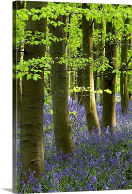Bluebells In The Woods, Nottinghamshire, England