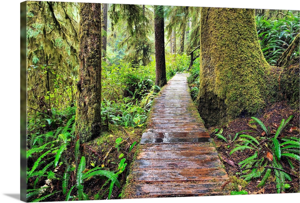 Boardwalk On The Rainforest Trail In Pacific Rim National Park, Canada