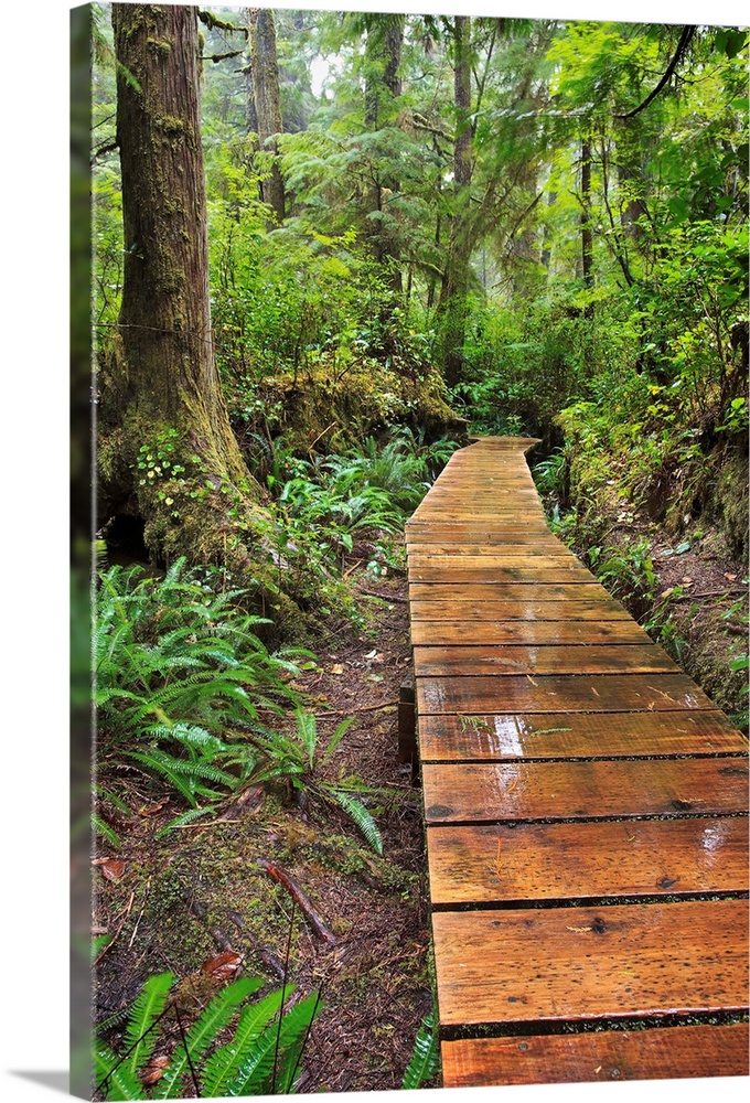 Boardwalk On The Rainforest Trail In Pacific Rim National Park; Vancouver Island British Columbia Canada
