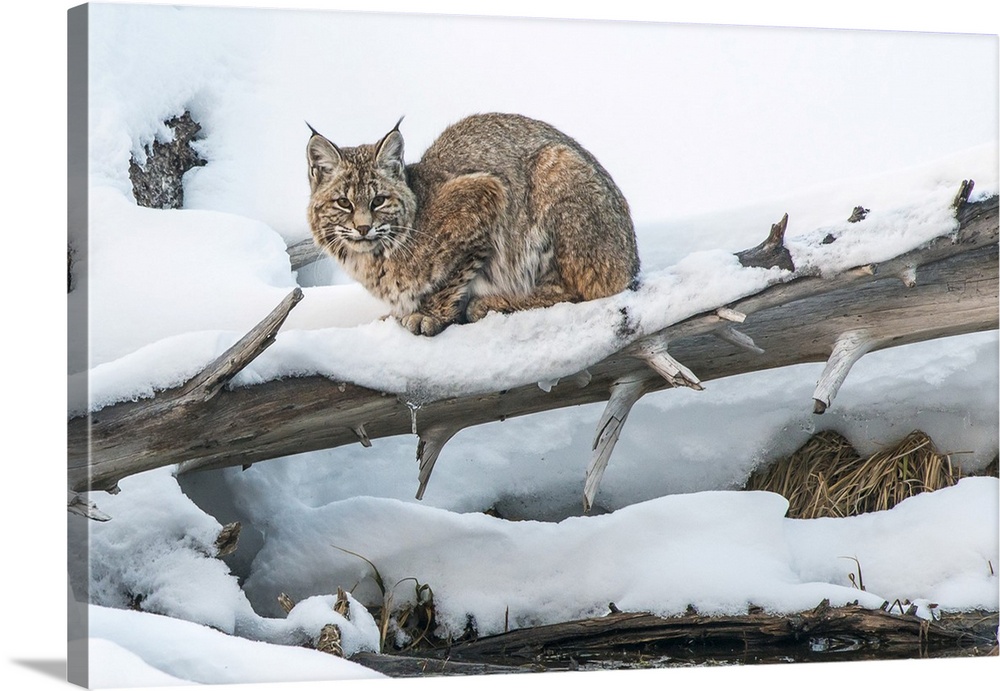 Bobcat (Lynx rufus) resting in the snow on a fallen Lodgepole Pine tree (Pinus contorta), Yellowstone National Park United...