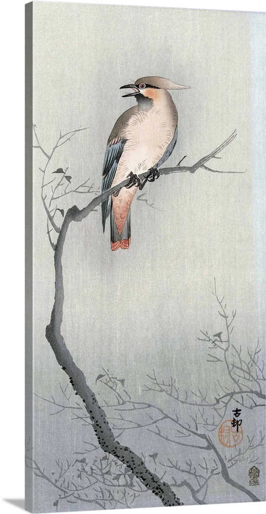 Bohemian waxwing (Bombycilla garrulus), by Japanese artist Ohara Koson, 1877 - 1945.  Ohara Koson was part of the shin-han...