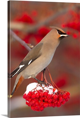 Bohemian Waxwing perches to eat in colorful Mountain Ash berries