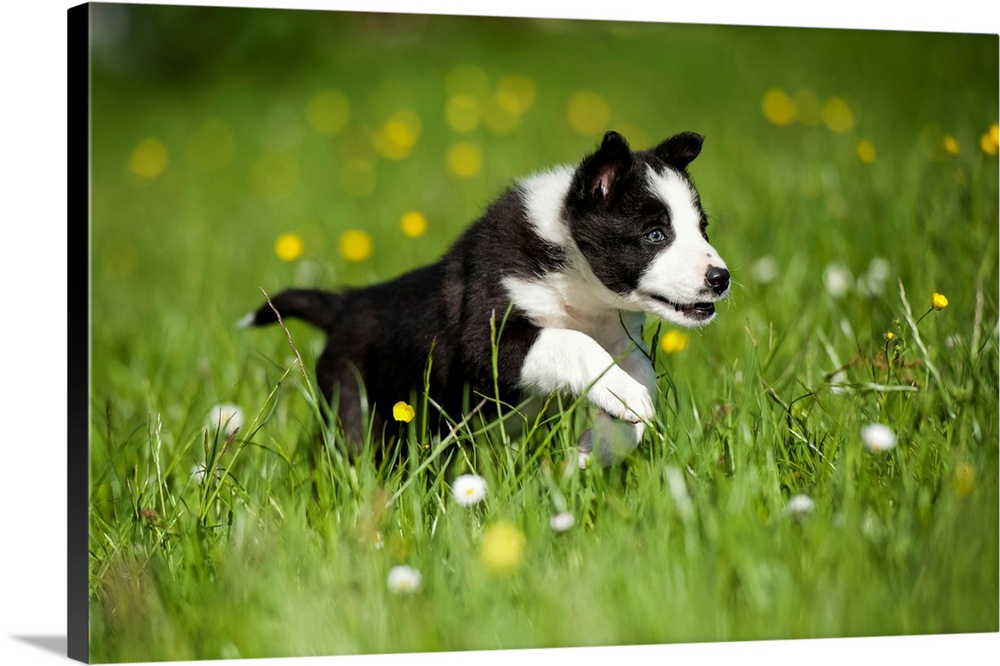Border collie puppy running in a meadow; Cumbria, England.