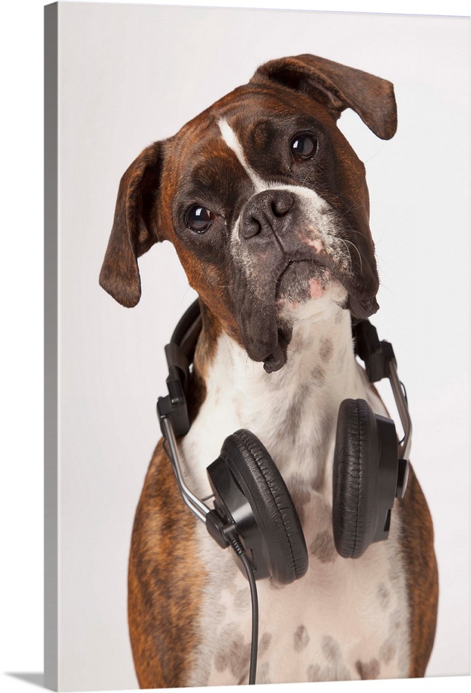 Boxer Dog With Headphones