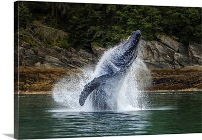 Breaching Humpback Whale In Chatham Strait, Tongass National Forest, Alaska