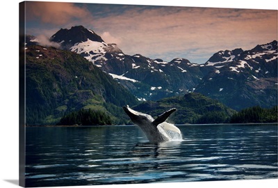 Breaching Humpback whale in Prince William Sound, Southcentral Alaska, Summer
