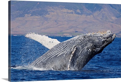 Breaching humpback whale, Maui, Hawaii