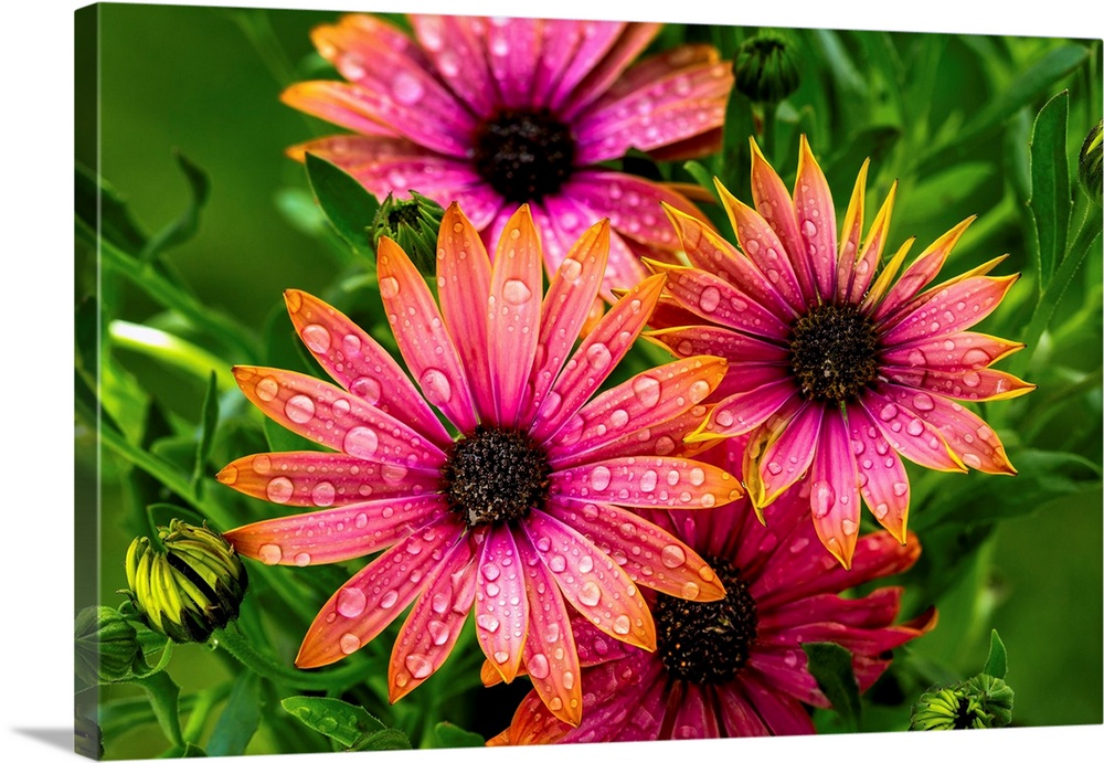 Close up of a bunch of bright colourful flowers with water droplets; Calgary, Alberta, Canada