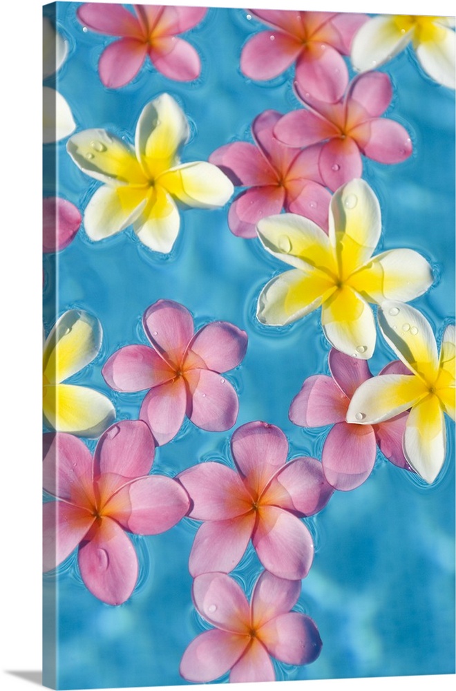 Bright Yellow And Pink Plumeria's Floating In Turquoise Water