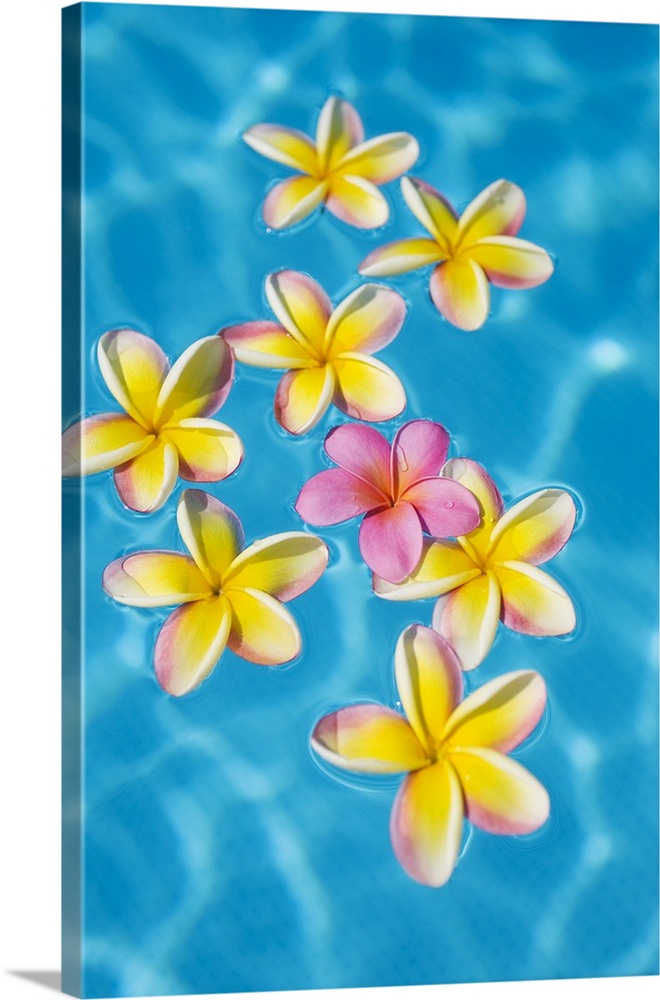Bright Yellow Plumeria's Floating Around One Pink One In Turquoise Water
