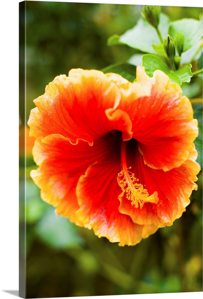 Brightly Colored Hibiscus Flowers