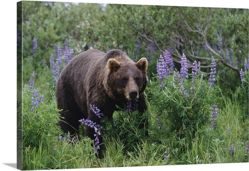 Captive: Brown Bear Walking Amongst Lupine Wildflowers At The Alaska Wildlife Conservation Center During Summer In Southce...
