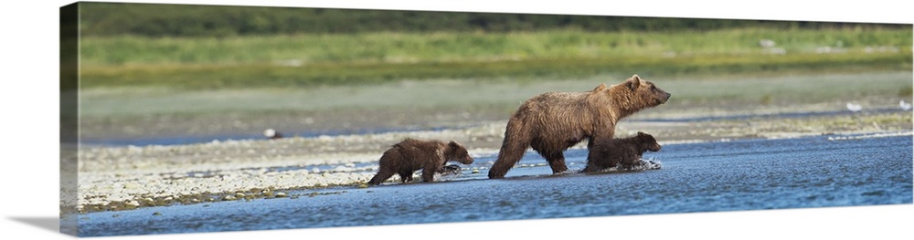 Panoramic Of Brown Bear Sow And Cubs On The Shore Of Mikfik Creek, Mcneil River State Game Sanctuary, Southwest Alaska, Su...