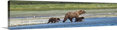 Brown Bear And Cubs On The Shore Of Mikfik Creek, Mcneil River State Game Sanctuary