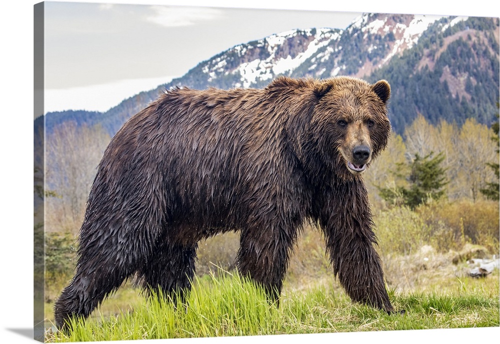 Brown bear (Ursus arctos) boar, large male looks at camera, Alaska Wildlife Conservation Center, South-central Alaska; Ala...