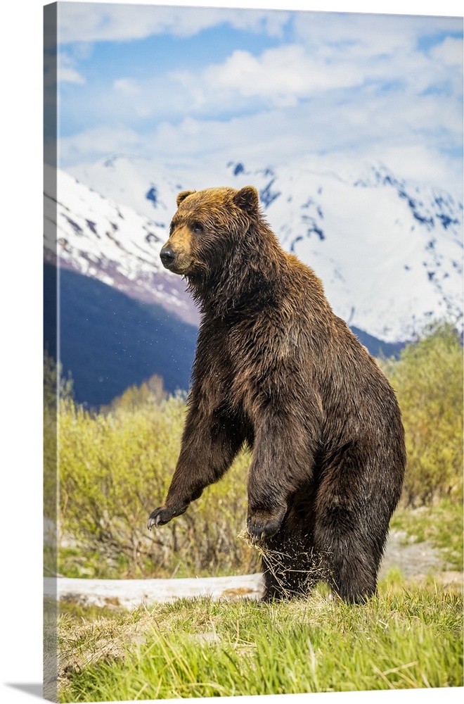 Brown bear boar (Ursus arctos) stands up to get a better view, Alaska Wildlife Conservation Center, South-central Alaska; ...