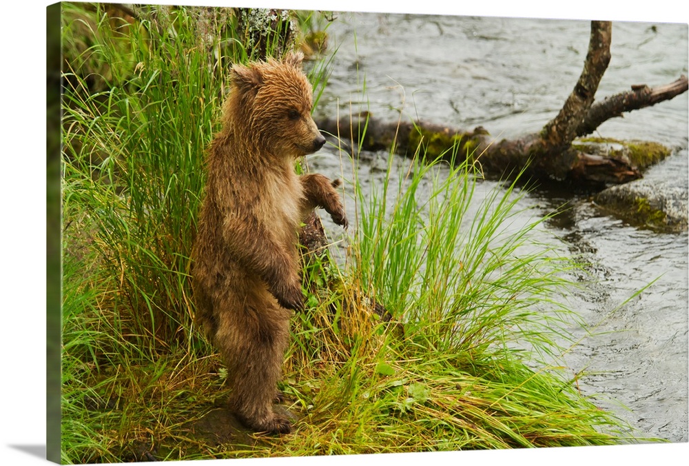 Brown bear (Ursus arctos) cub standing in grass at edge of Brooks River in rain, while mother is fishing for salmon, Katma...
