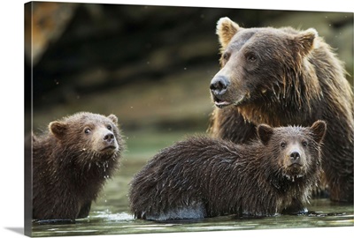 Brown Bear cubs and mother, Kuliak Bay, Katmai National Park, Alaska