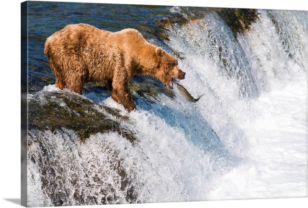 Brown Bear Fishing For Salmon In Brooks Falls, Katmai National Park, Southwest Alaska