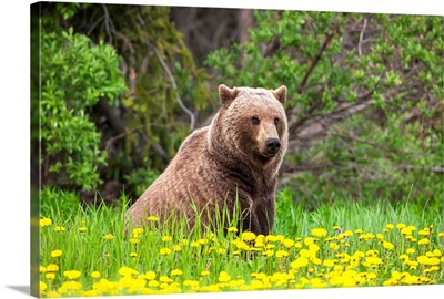Brown Bear Forages On Dandelions, Alsek-Tatenshini National Park, Yukon, Canada