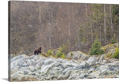 Brown Bear In Front Of A Deciduous Forest In Glacier Bay National Park, Alaska