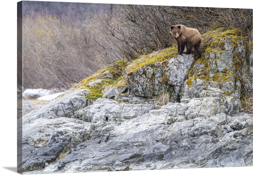 Brown bear (Ursus arctos) standing on the grey rocks in front of a deciduous forest in Glacier Bay National Park Southeast...