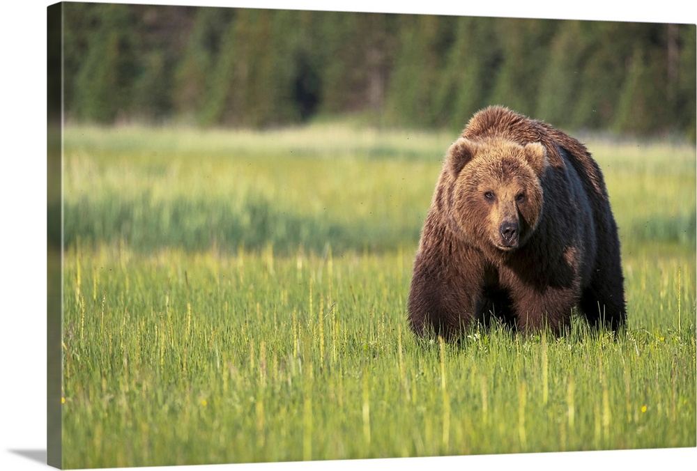 Brown bear (ursus arctos) in Lake Clark National Park, Alaska, United States of America.