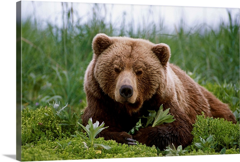 Brown Bear Laying In Grass Near Mcneil River, Southwest Alaska