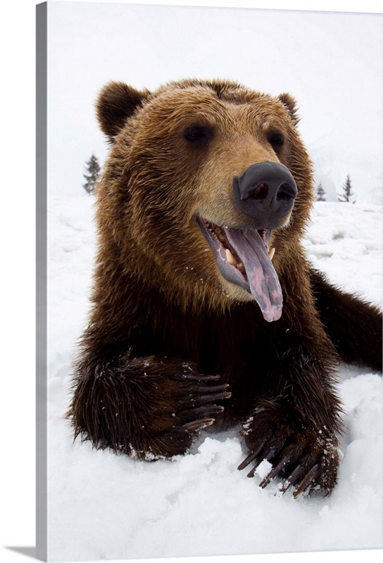 Brown Bear Resting In Snow At The Wildlife Conservation Center, Alaska ...