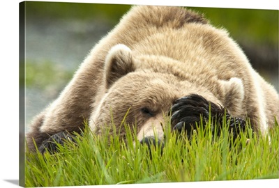 Brown bear resting on sedge grass with paw over eyes