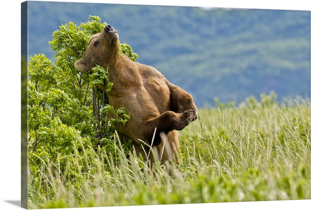 Brown bear scratches their back on a tree in Kukak Bay, Katmai National Park, Southwest Alaska, Summer