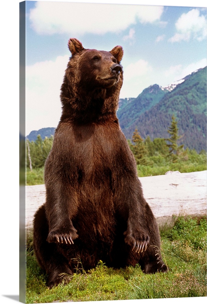Brown Bear sits on its rump at the Alaska Wildlife Conservation Center, Alaska