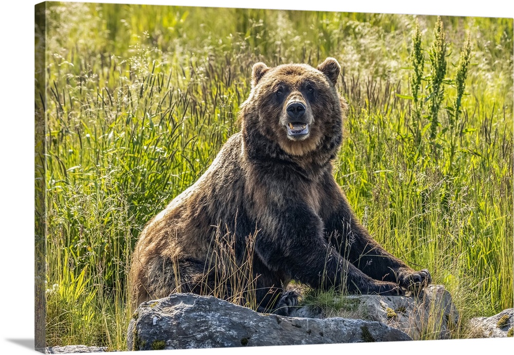 Brown bear sow (Ursus arctos), Alaska Wildlife Conservation Center, South-central Alaska; Alaska, United States of America