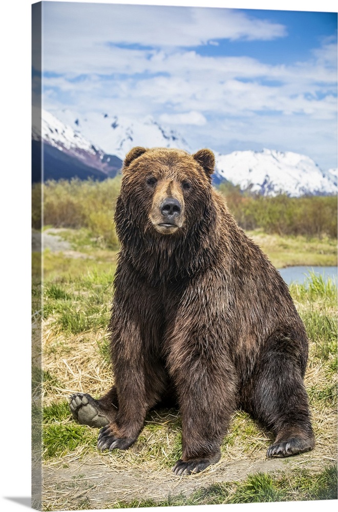 Brown bear sow (Ursus arctos) sitting on grass looking at the camera, Alaska Wildlife Conservation Center, South-central A...