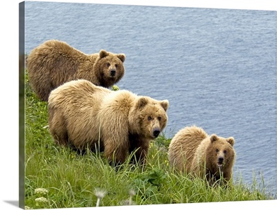 Brown bear sow and cubs eating sedge grasses in Hallo Bay, Katmai National Park