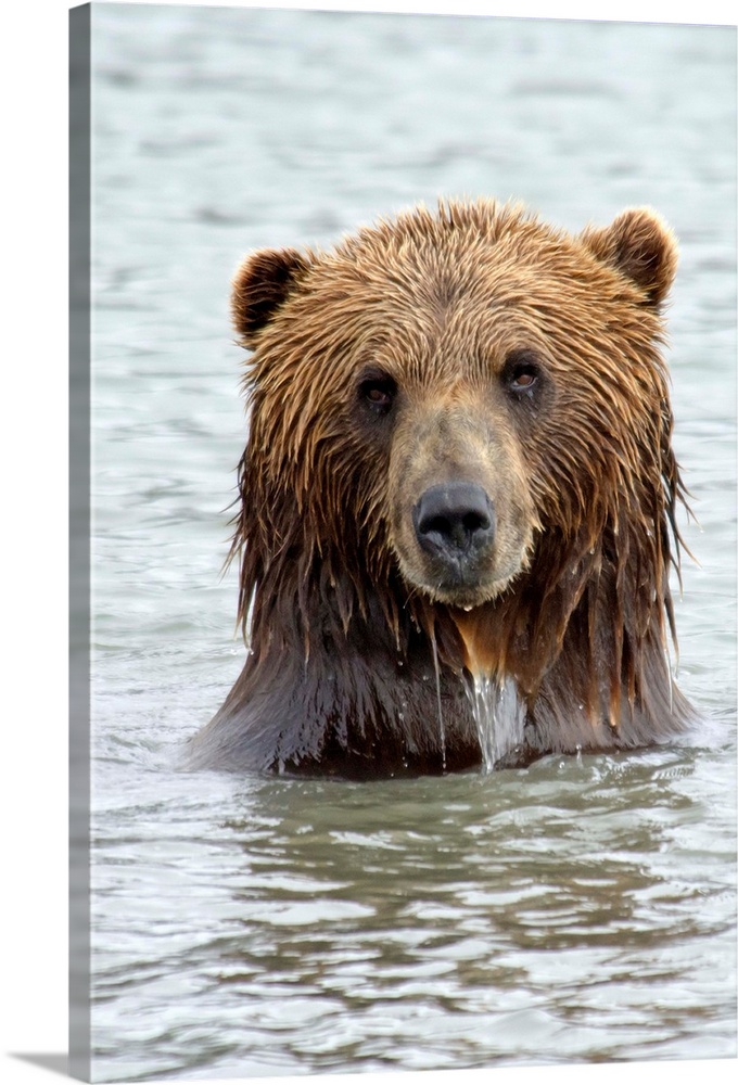 Brwon bear standing in lake, only head and shoulders above water, staring right at camera.