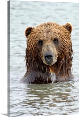 Brown bear standing in lake with only head and shoulders above water