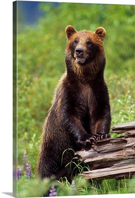 Brown Bear Standing Upright On Log, Southcentral Alaska