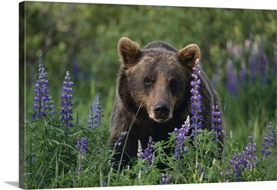 Brown Bear, The Alaska Wildlife Conservation Center