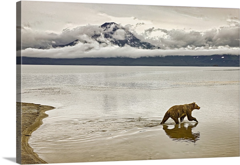 Brown bear (Ursus arctos) wades into Kuril Lake to fish for salmon. Brown bears, also known as grizzlies thrive in Kamchat...