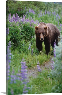 Brown Bear Walking Amongst Lupine Wildflowers, Alaska Wildlife Conservation, Summer